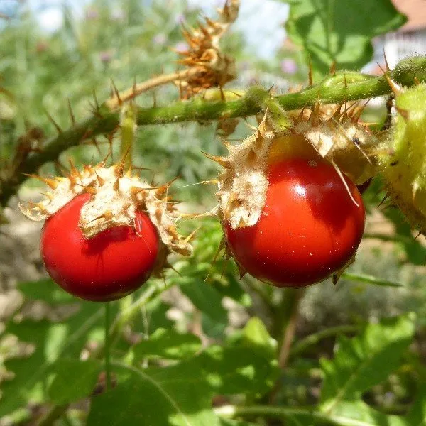 Tomate Litchi "Morelle de Balbis" (Solanum sisymbrifolium) Graines