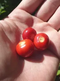 Tomate Litchi "Morelle de Balbis" (Solanum sisymbrifolium) Graines