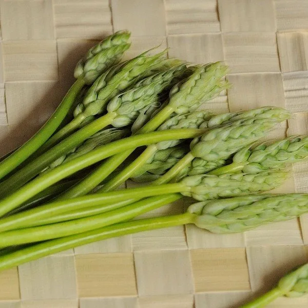 Aspergette des Bois (Ornithogalum pyrenaicum) Graines