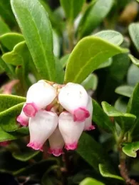 Busserole Raisin d'ours (Arctostaphylos uva-ursi) Plant