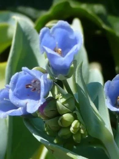 Plante Huître (Mertensia maritima) Plant