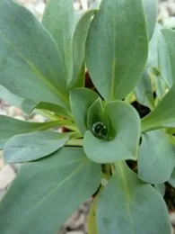 Plante Huître (Mertensia maritima) Plant