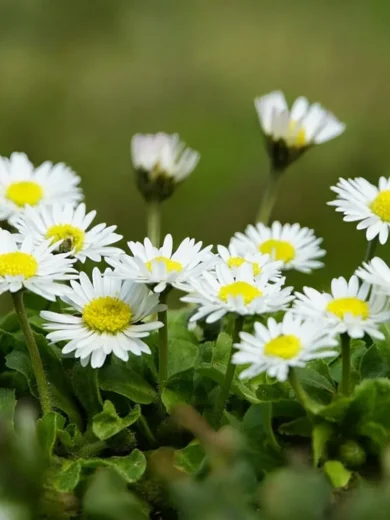 Paquerette (Bellis perennis) Graines