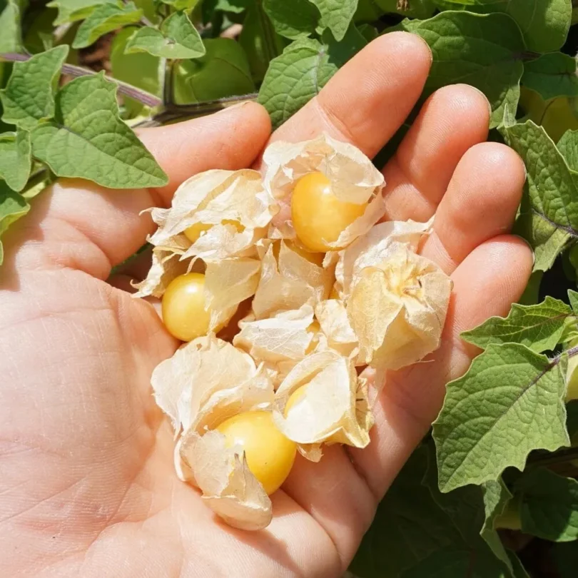 Cerise de Terre (Physalis pruinosa) Graines