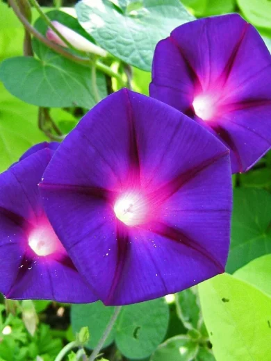 Ipomée volubilis "Morning Glory" (Ipomoea purpurea) Graines