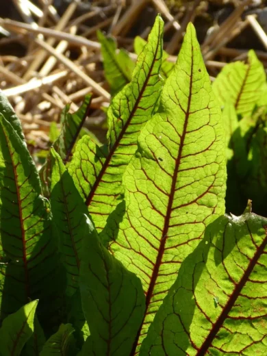 Oseille sanguine (Rumex sanguineus) Graines