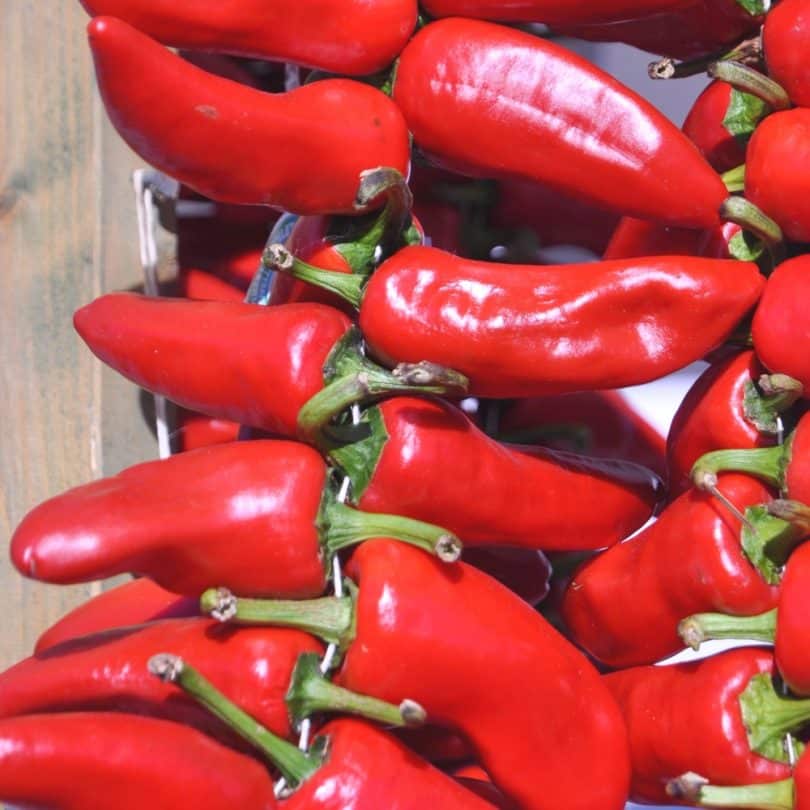 Piment basque ‘Gorria’ (Capsicum annuum) Graines