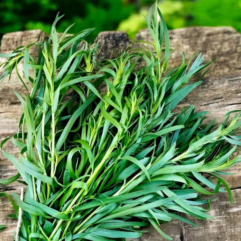 Estragon de Russie (Artemisia dracunculus) Graines