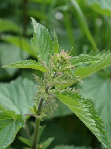 Ortie sauvage (Urtica dioica) Graines