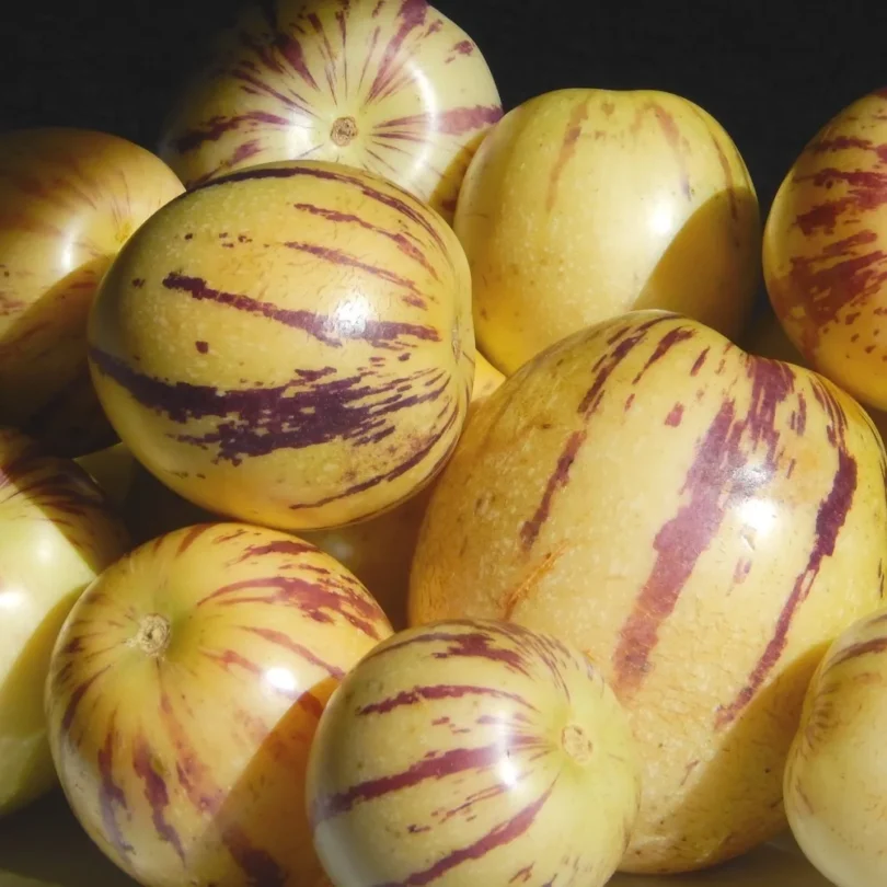 Poire-melon “Pepino” (Solanum muricatum) Graines