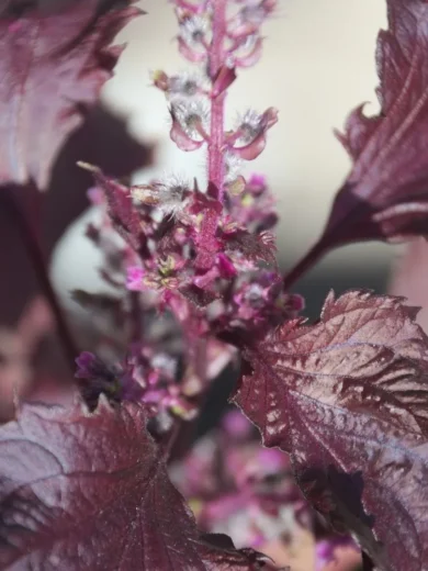 Shiso Pourpre (Akajiso, Perilla frutescens purpurea) Graines