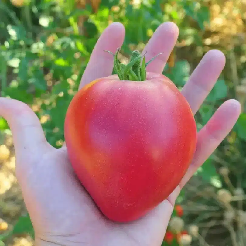 Tomate ‘Coeur de Boeuf’ (Variété véritable) Graines