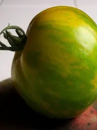 Tomate 'Green Zebra' Graines