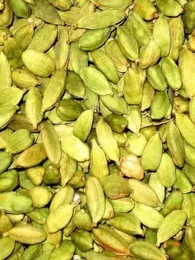 Elettaria cardamomum (Cardamome) Plant