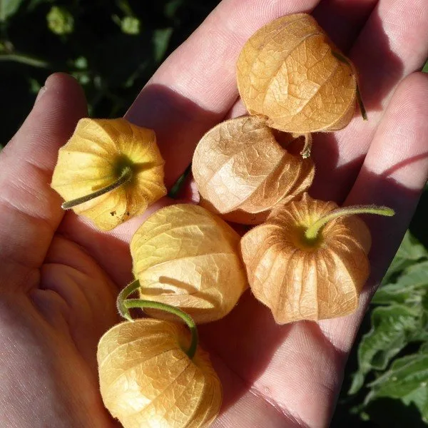 Physalis Coqueret du Pérou (Physalis peruviana) Graines