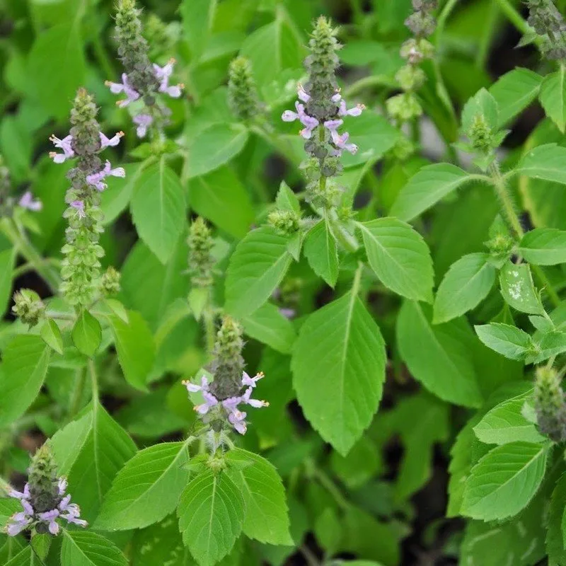 Basilic Sacré 'Tulsi' (Ocimum tenuiflorum) Graines