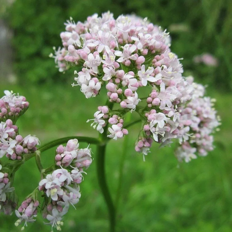 Valériane officinale (Valeriana officinalis) Graines