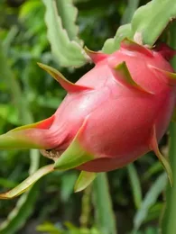 Fruit du Dragon (Hylocereus undatus) Plant