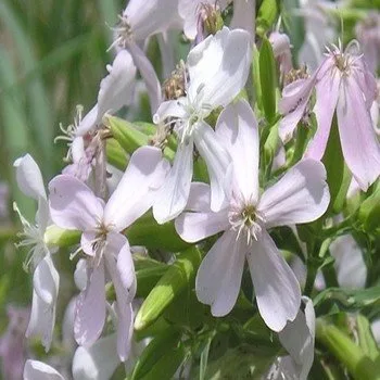 Saponaire "Herbe à Savon" (Saponaria officinalis) Graines