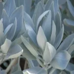 Sauge Blanche Sacrée (Salvia apiana) Graines