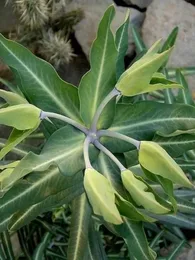 Herbe à Taupe (Euphorbia lathyris) Graines