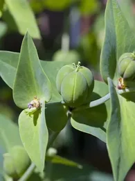 Herbe à Taupe (Euphorbia lathyris) Graines