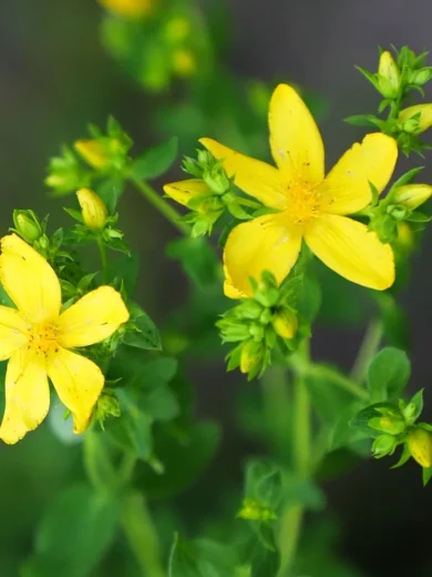 Millepertuis (Hypericum perforatum) Graines