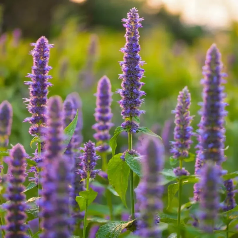 Agastache-Fenouil (Agastache foeniculum) Graines