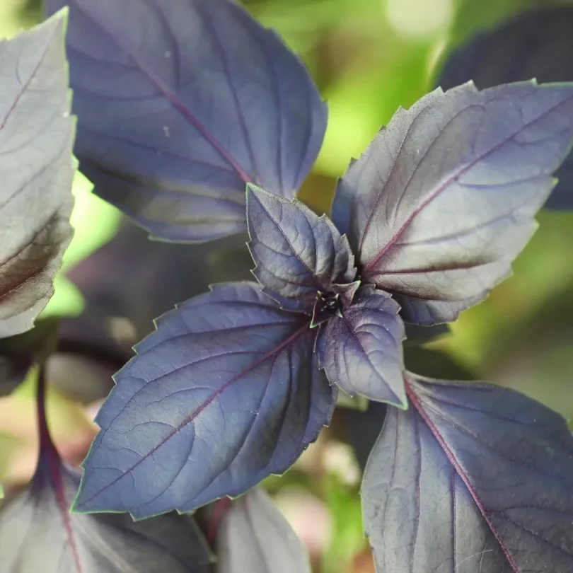 Basilic Pourpre (Ocimum basilicum) Graines