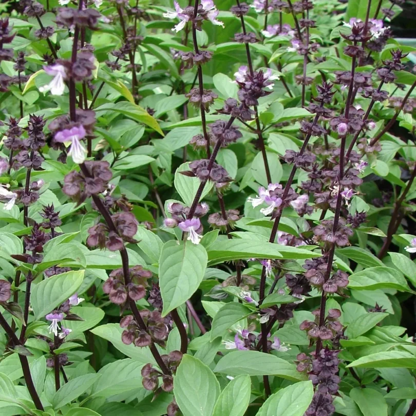 Basilic Thai (Ocimum thyrsiflora) Graines