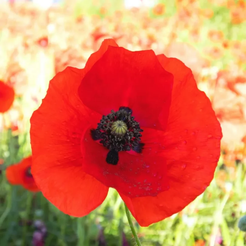 Coquelicot (Papaver rhoeas) Graines