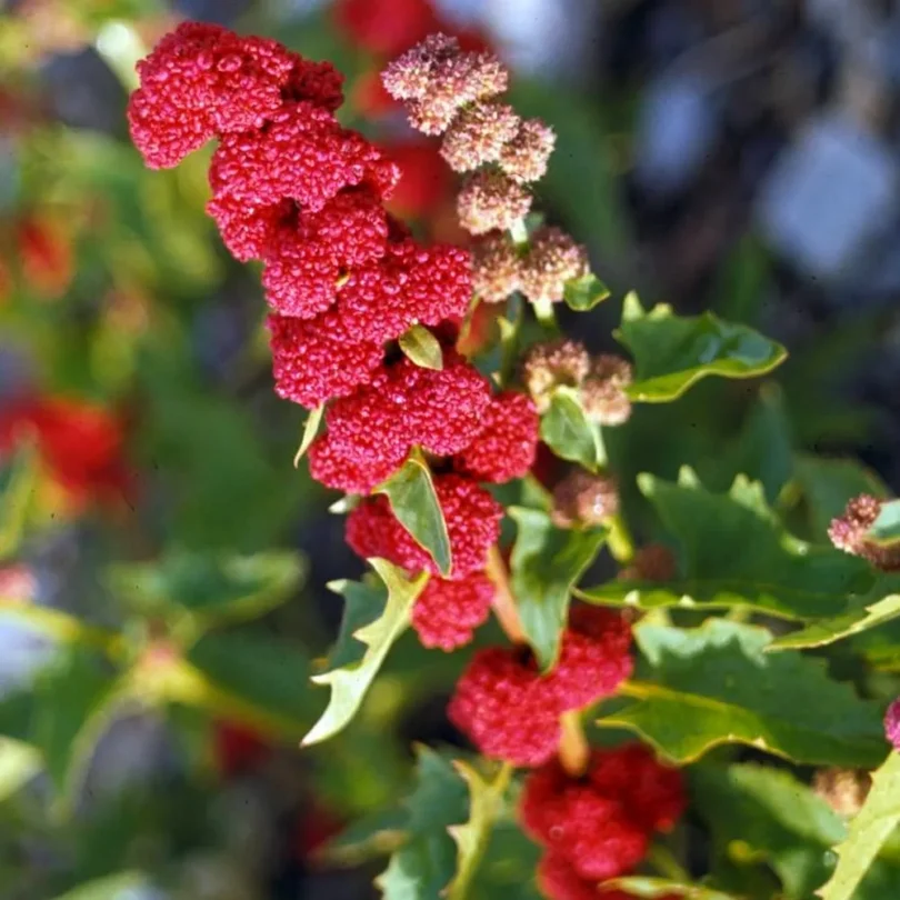 Epinard-fraise (Chenopodium capitatum) Graines