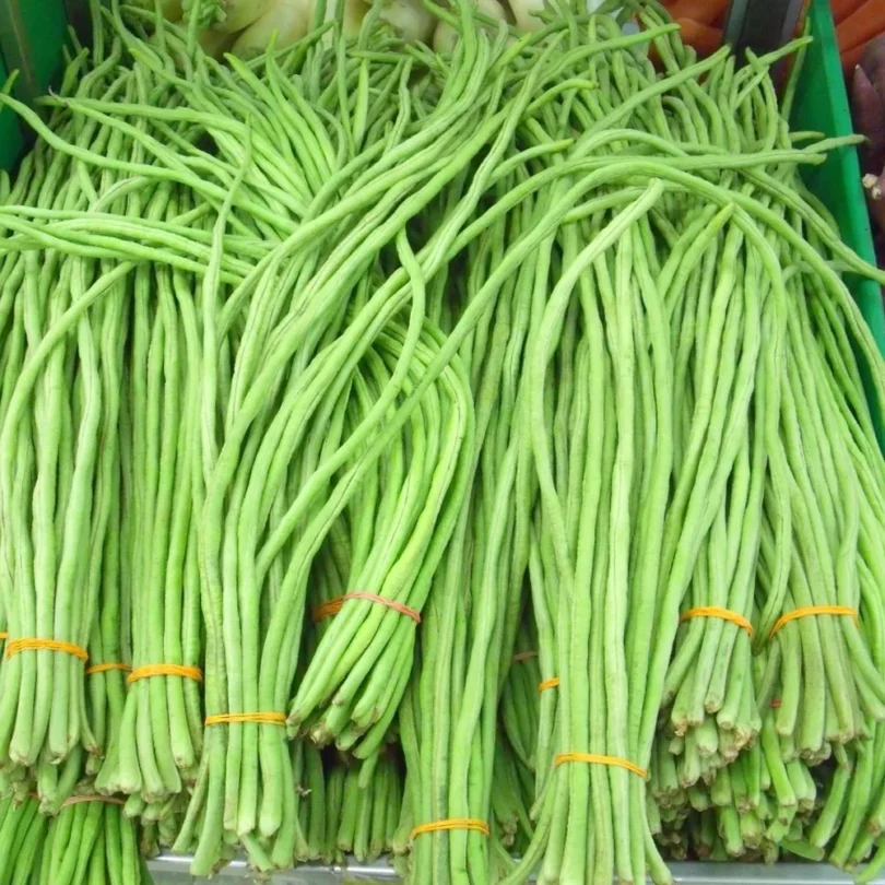 Haricot-Kilomètre ‘Metro’ (Vigna unguiculata) Graines