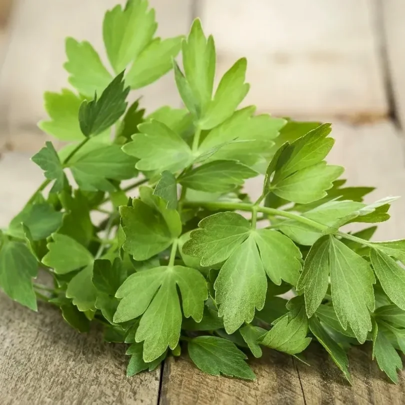 Livèche, Herbe à Maggi (Levisticum officinale) Graines