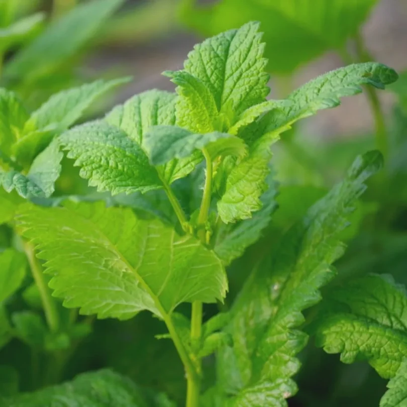 Mélisse (Melissa officinalis) Graines