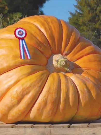 Potiron Géant 'Atlantic Giant' (Variété de concours) Graines