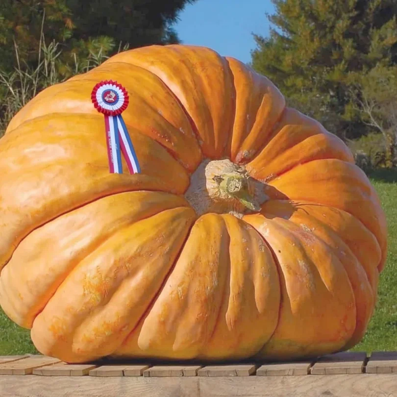 Potiron Géant ‘Atlantic Giant’ (Variété de concours) Graines