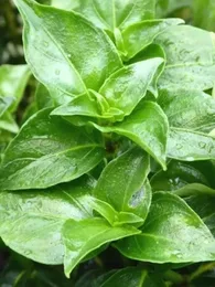 Rungia klossii (Plante Champignon) Plant