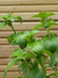 Rungia klossii (Plante Champignon) Plant