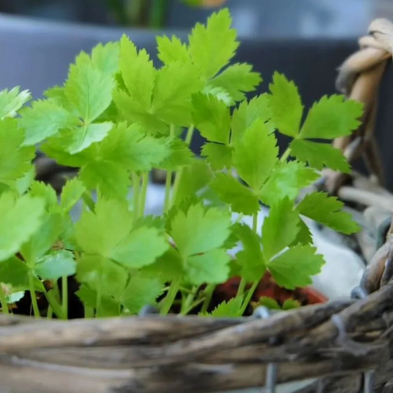 Persil Japonais vivace Mitsuba (Cryptotaenia japonica) Graines
