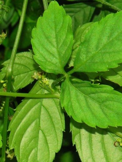 Herbe de l'immortalité "Jiaogulan" (Gynostemma pentaphyllum) Plant