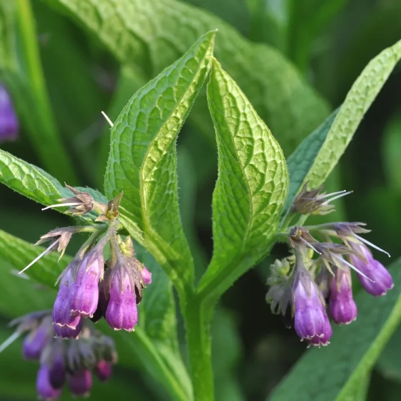 Consoude (Symphytum officinale) Graines