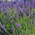 Lavande officinale (Lavandula angustifolia) Graines