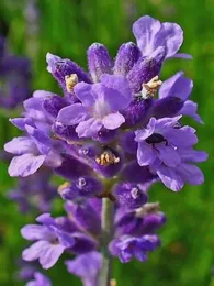Lavande officinale (Lavandula angustifolia) Graines