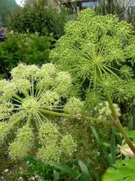 Angélique officinale (Angelica archangelica) Graines