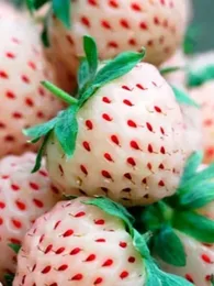 Fraise Ananas (Fragaria ananassa 'Pineberry') Plant