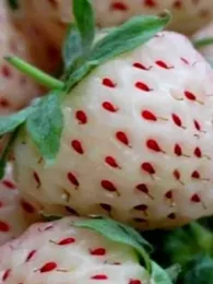Fraise Ananas (Fragaria ananassa 'Pineberry') Plant