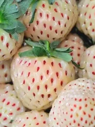 Fraise Ananas (Fragaria ananassa 'Pineberry') Plant