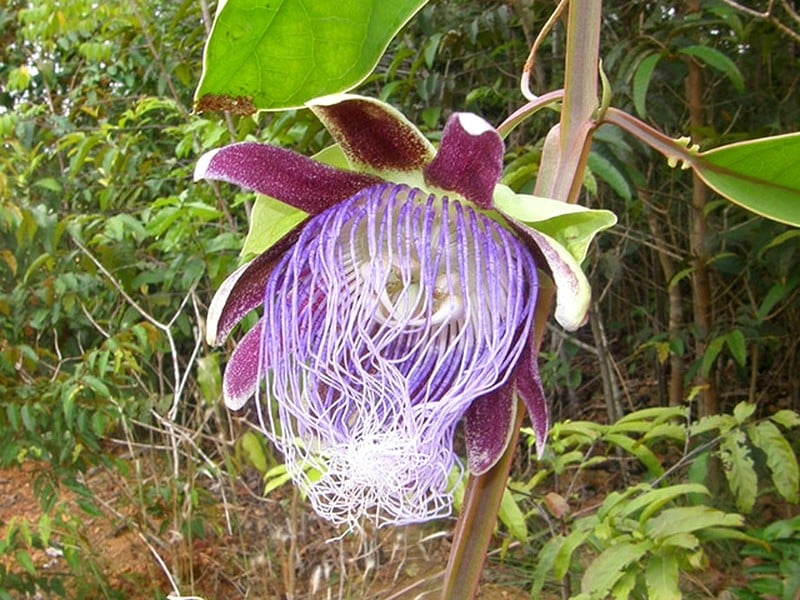 Passiflora longifilamentosa