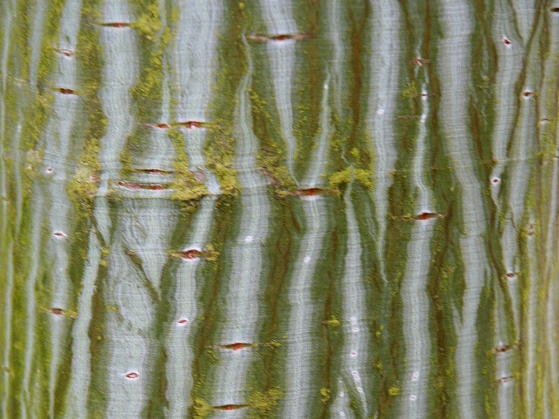 Écorces Entre art et botanique 5